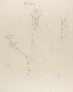Narcissus