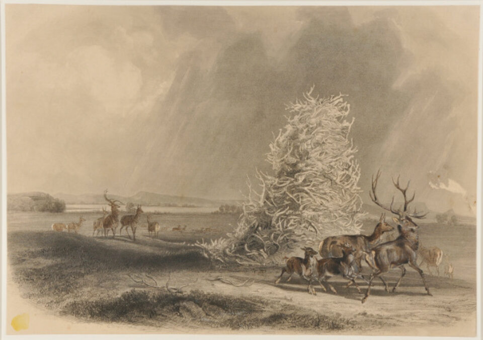 Amable-Nicolas Fournier