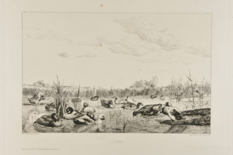 THE POND (SECOND PLATE)