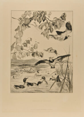 Vanneaux et Sarcelles