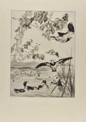 Vanneaux et Sarcelles