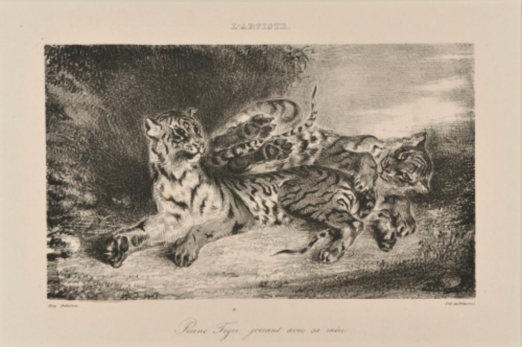 Jeune Tigre jouant avec sa mère