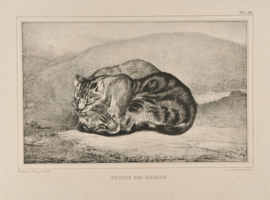 Étude de chats