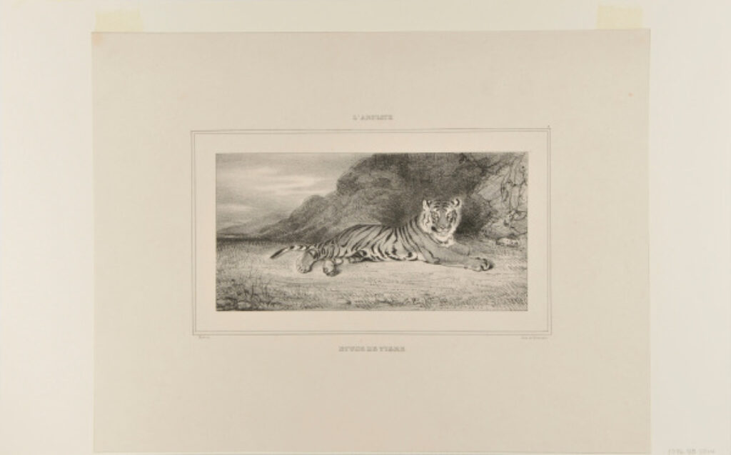 Étude de tigre