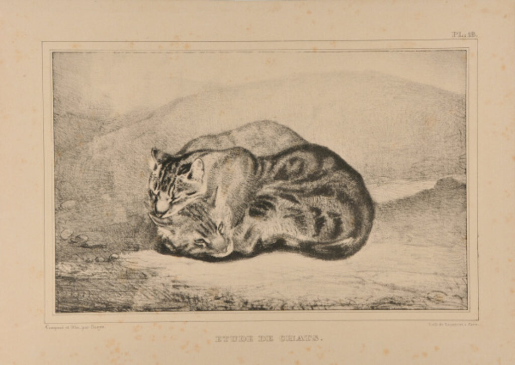 Étude de chats