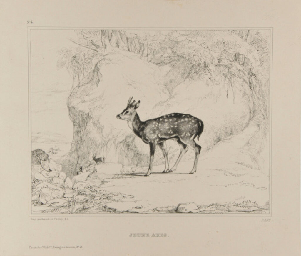 Jeune Axis (Young Axis Deer)
