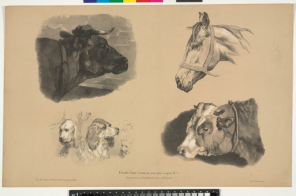 Têtes de taureau, de cheval, de chiens, de boeuf