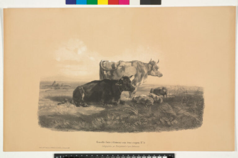 OXEN AND SHEEP AT PASTURE