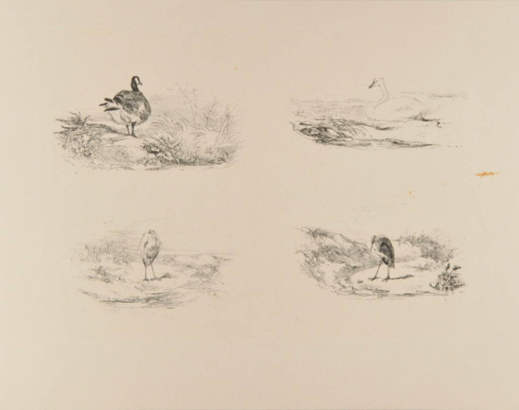 Oie et Héron, Cygne et Héron