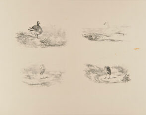 Oie et Héron, Cygne et Héron