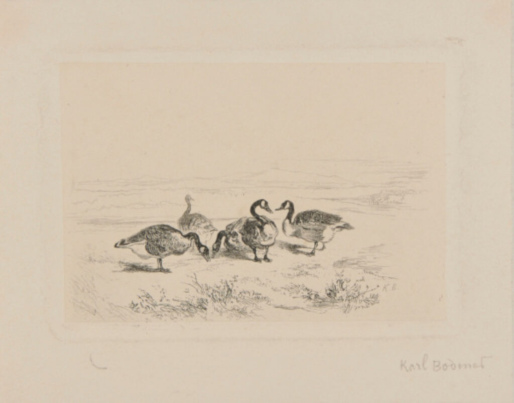 Cinq Canards au bord d’une mare