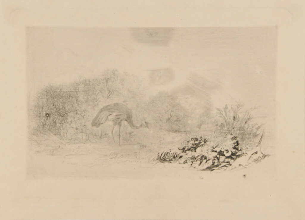 Heron à l’Aigrette