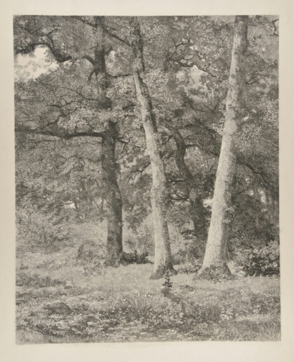 Forêt aux trois arbres