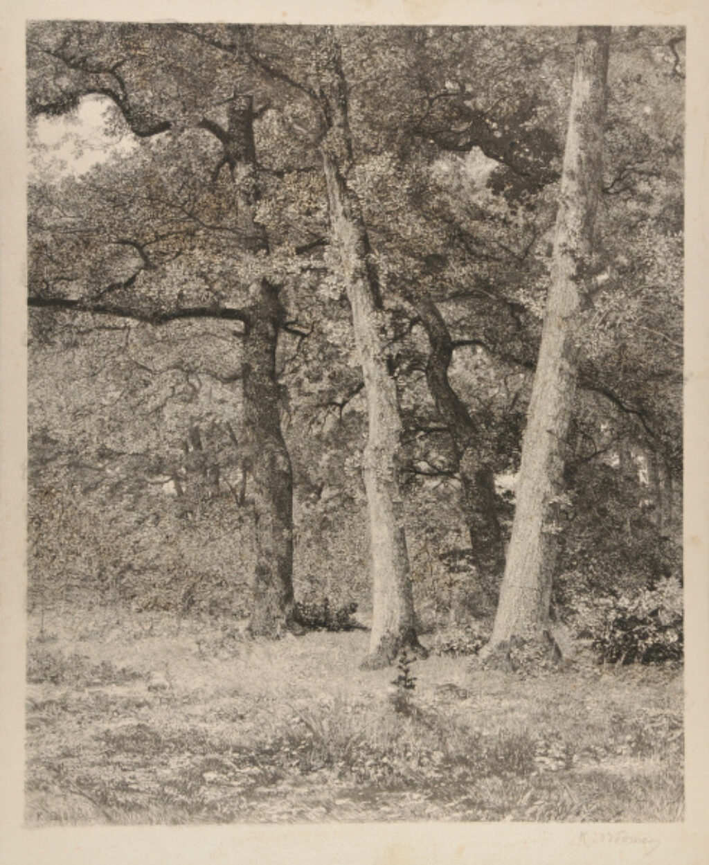 Forêt aux trois arbres