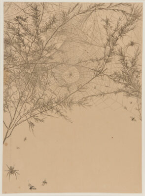 Araignée dans sa toile