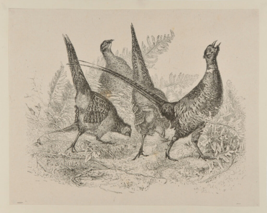 Four Pheasants