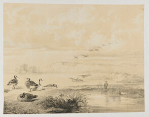 Canards entrant dans l’eau