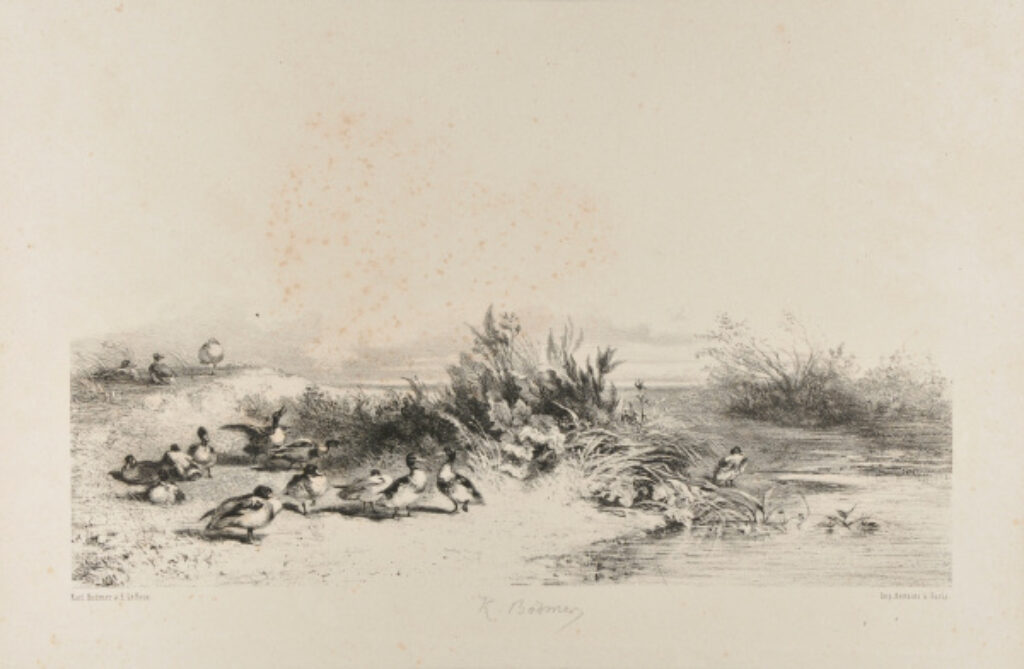 Canards au bord de l’eau