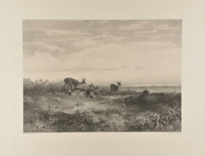 Quatre biches et un faon à la reposée