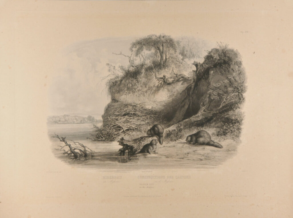 Beaver Hut on the Missouri