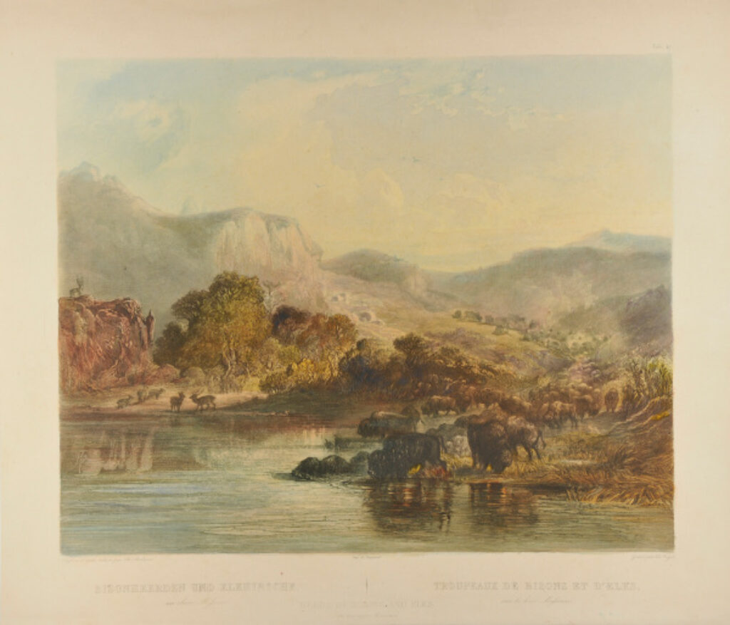 Herds of Bisons and Elks on the upper Missouri