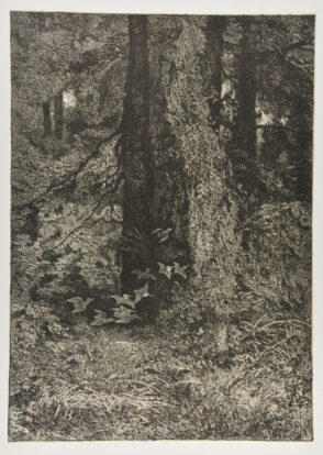 Birds in Flight in Forest