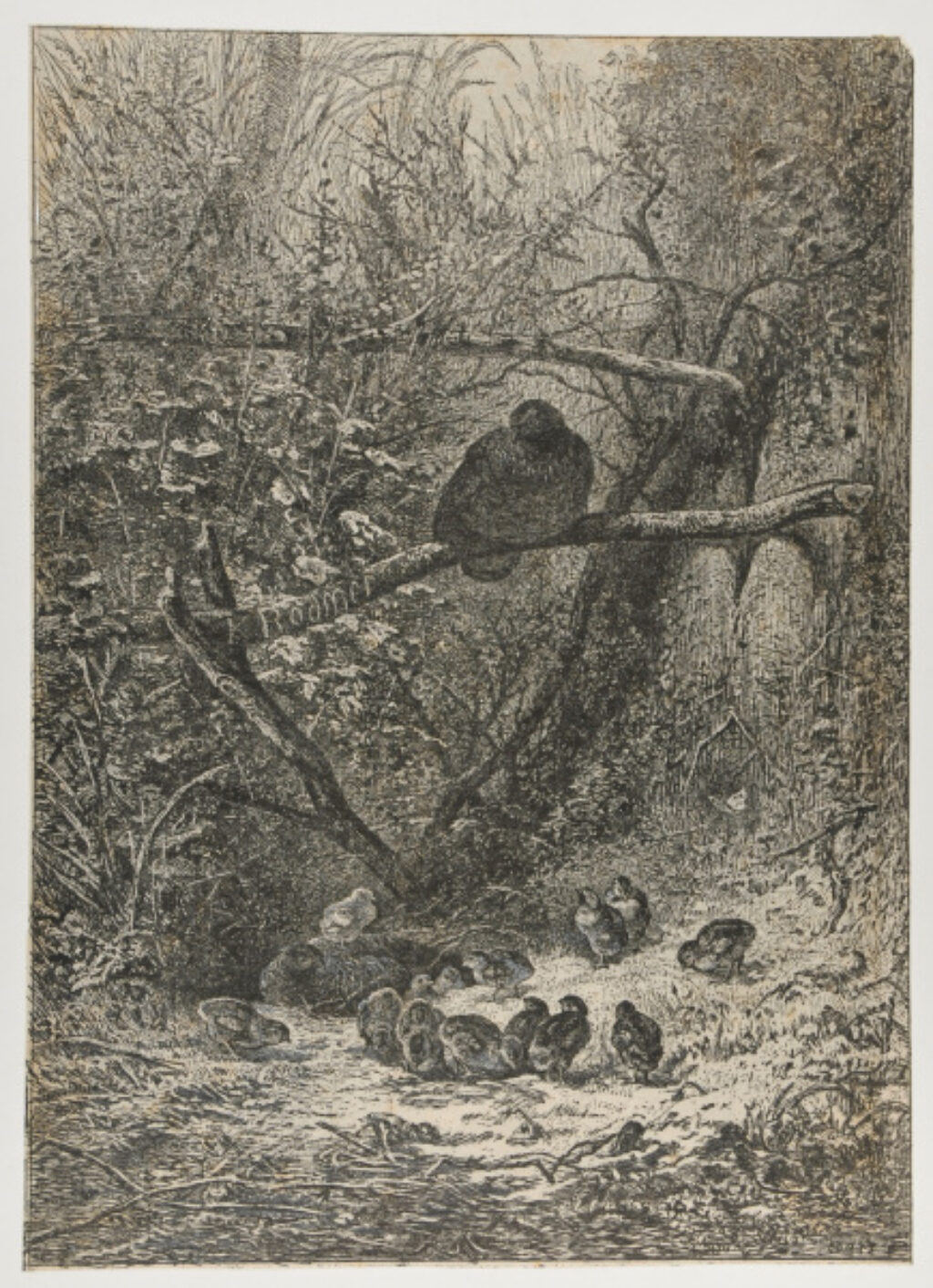 Family of Pheasants in the Forest