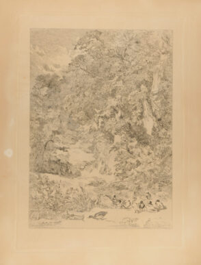 Ducks near a forest pool