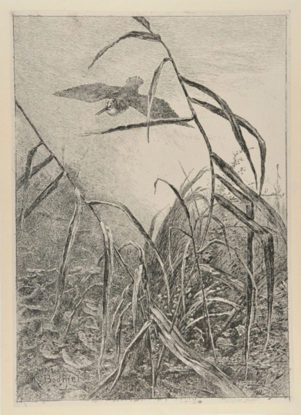 Bird in Flight over Marsh