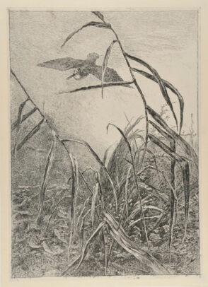 Bird in Flight over Marsh