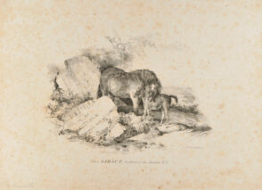 La Jument et son poulain