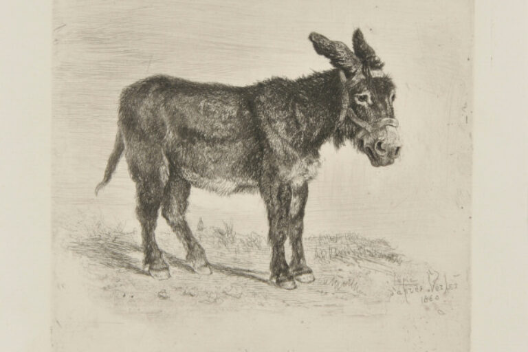 LITTLE DONKEY
