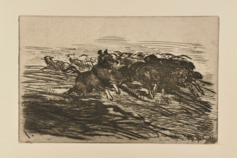 DOG GATHERING HIS FLOCK OF SHEEP
