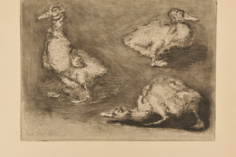 DUCKS