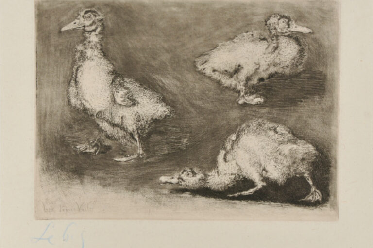 DUCKS