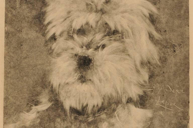 HEAD OF DOG