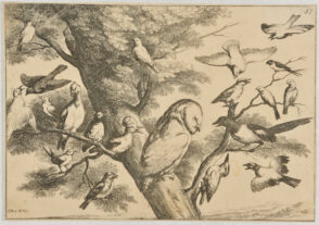 Birds Mobbing an Owl