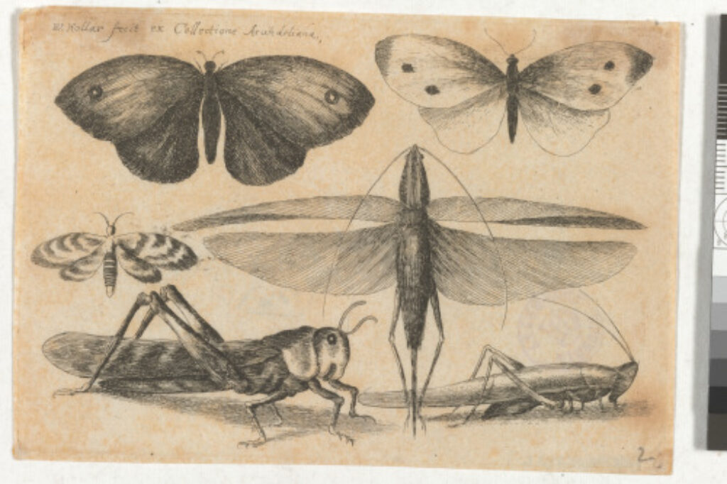 Two Butterflies and Grasshoppers