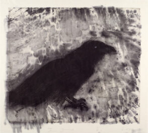 Raven on Lebanese Border