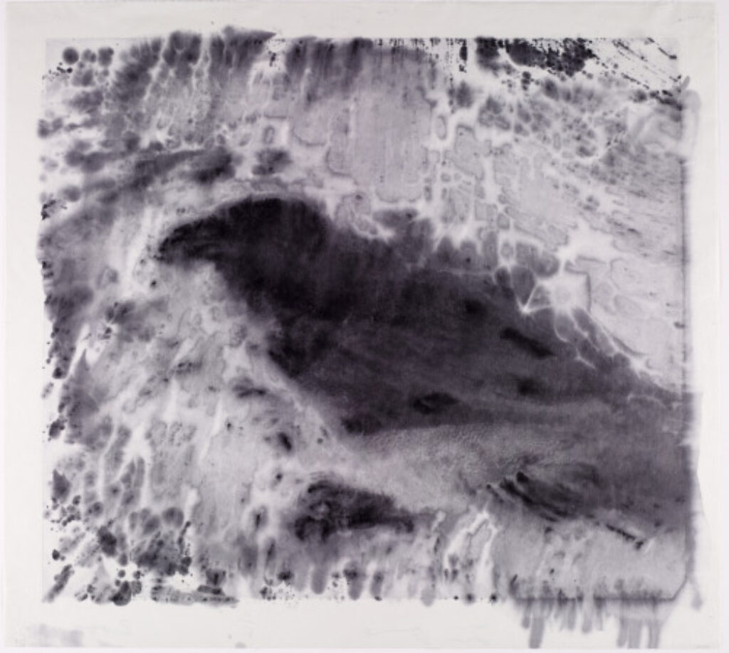 Raven on Lebanese Border - Image 2