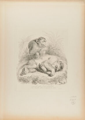 “–now will canker Sorrow eat my bud”