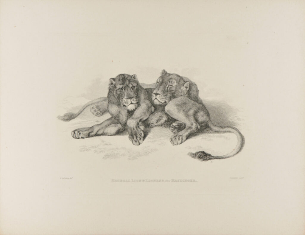 Senegal Lion & Lionness after Reydinger