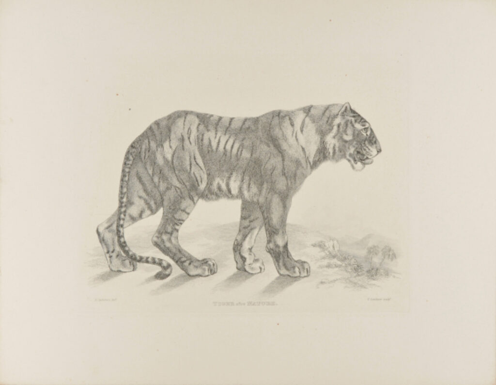 Tiger, after Nature