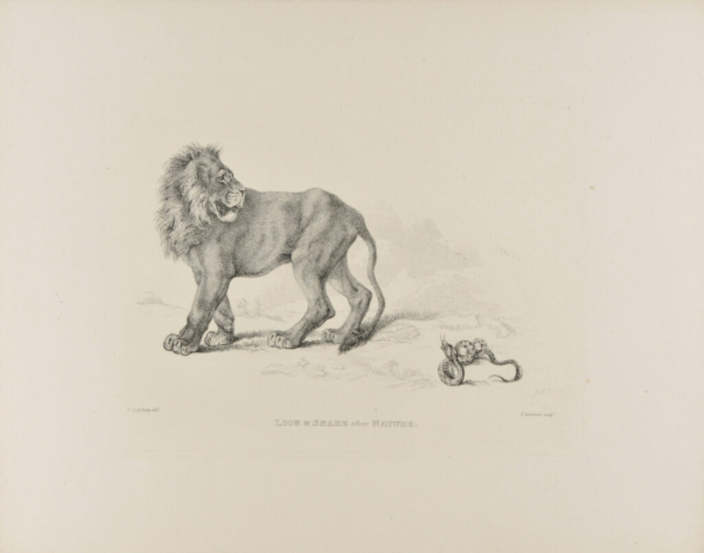 Lion and Snake after Nature