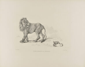 Lion and Snake after Nature