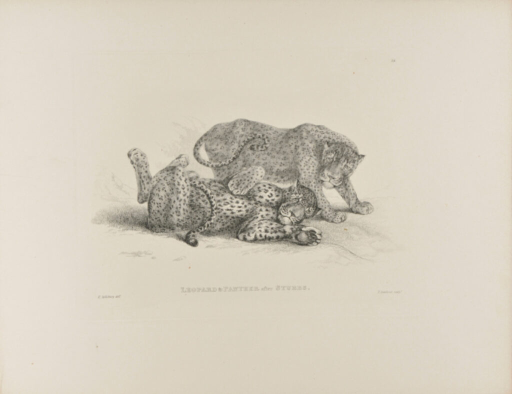 Leopard & Panther after Stubbs