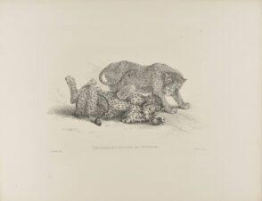 Leopard & Panther after Stubbs