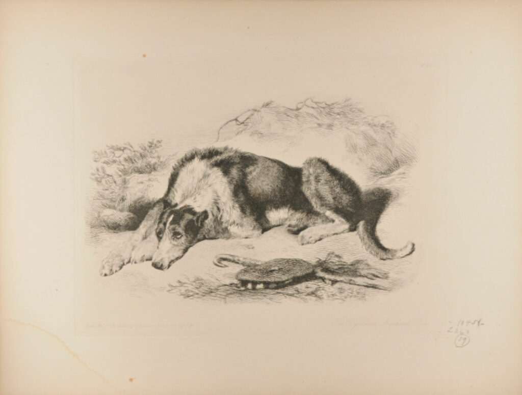 The Highland Shepherd’s Dog