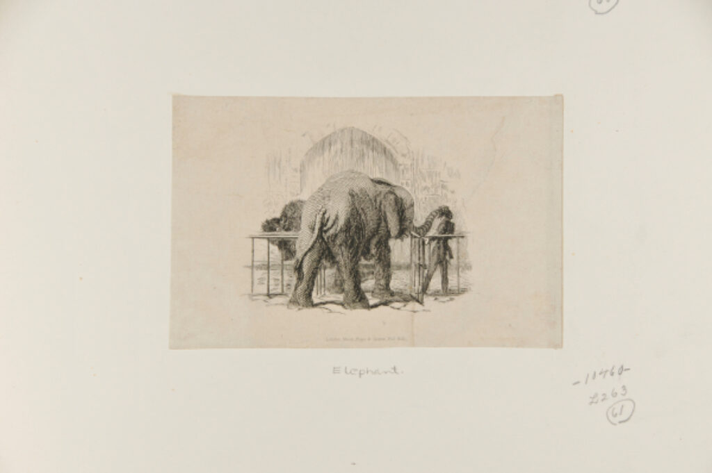 Elephant