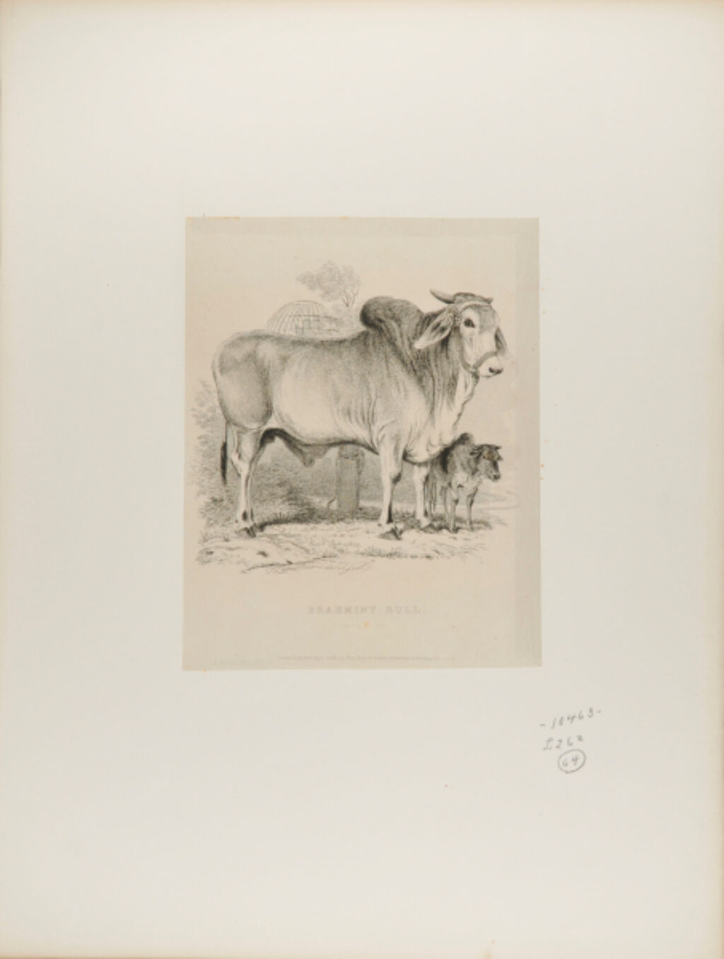 Brahminy Bull